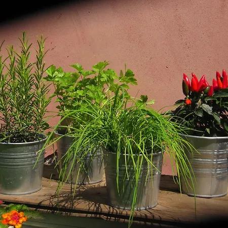 Terre Del Cardinale Country Apartment *